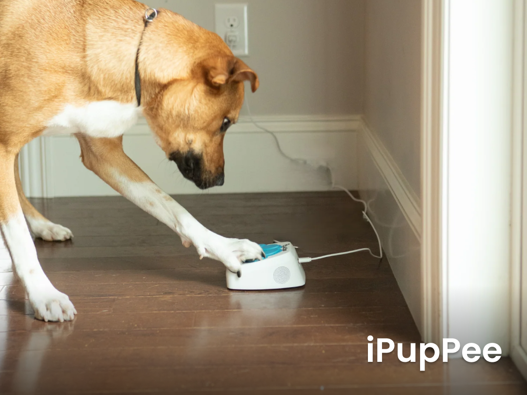 iPuppee-1